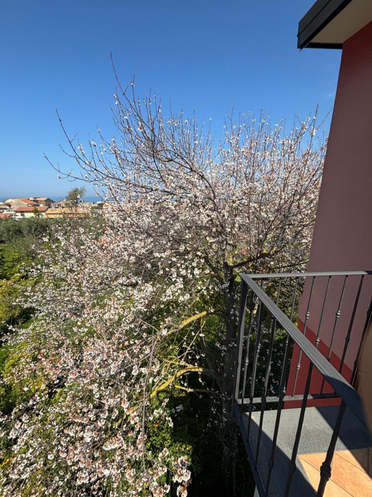 Intero Appartamento A Sant'Agnello , Le Ortensie Extérieur photo